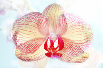 Fototapeta na wymiar Beautiful orchid flowers on blurred background