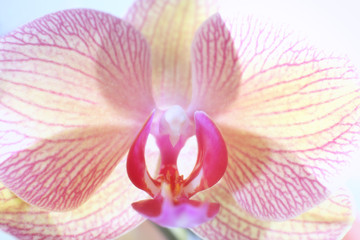 Fototapeta na wymiar Beautiful orchid flower, close up