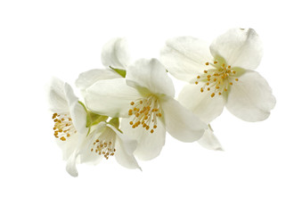 Naklejka na ściany i meble Fresh jasmine branch on white background