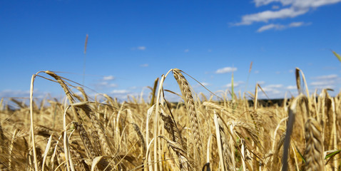 farm field cereals