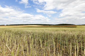 collection rapeseed crop