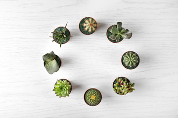 Different succulents and cactus in pots on light wooden background