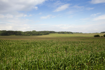 Corn field, summer