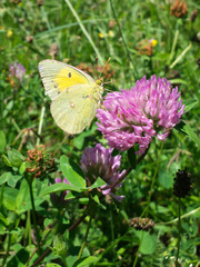 Yellow butterfly on clover flower in meadow