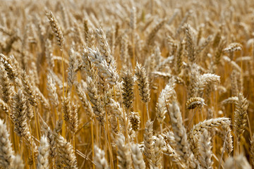 Fototapeta premium farm field cereals