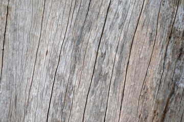 Fototapeta premium Close up natural old wood texture background with cracks