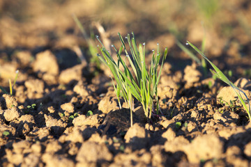 young grass plants, close-up
