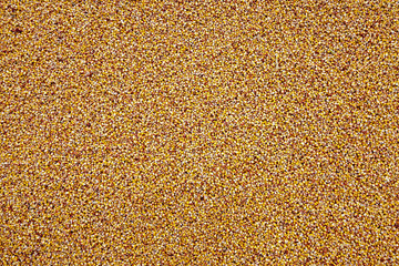 Corn seeds, close-up
