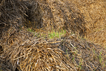 wheat germ, sprout