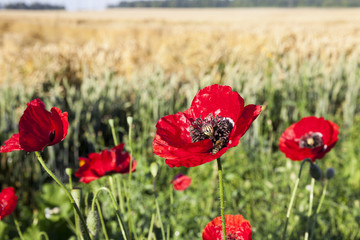 red poppies in a field