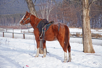 Brown horse standing on a snow-covered land