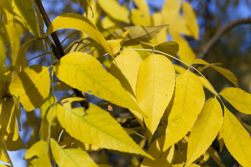 yellowing leaves on the trees