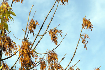 yellowing leaves on the trees