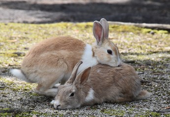 Rabbits chilling