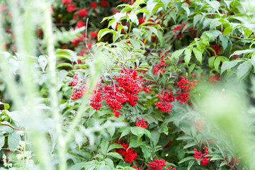 Red berries of elderberry among green leaves