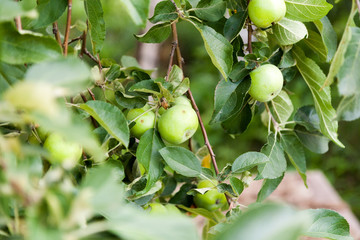 Small green apples on a branch among foliage summer day.
