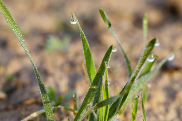 young grass plants, close-up