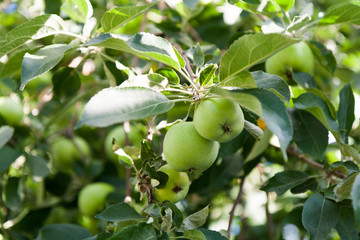 Small green apples on a branch among foliage summer day.