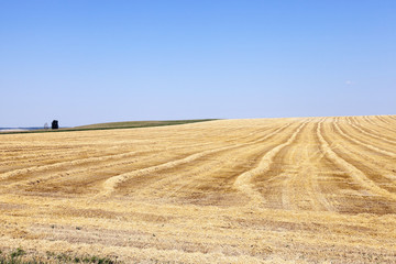 Fototapeta premium farm field cereals