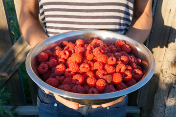 Girl in a striped shirt holding a metal bowl with raspberries on nature