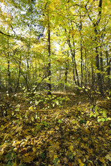 autumn forest , Belarus