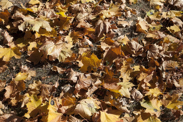 yellowing leaves on the trees