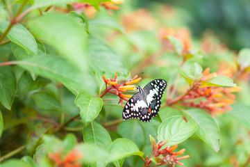 lime butterfly on nature