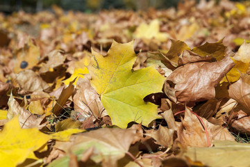 The fallen to the ground