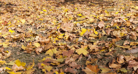 autumn in the park