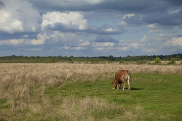 Naklejka na ściany i meble big cow on a field on a sunny day