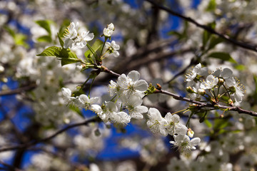 cherry blossom
