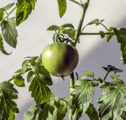 Green tomato on plant