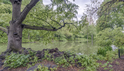At the lake in summer
