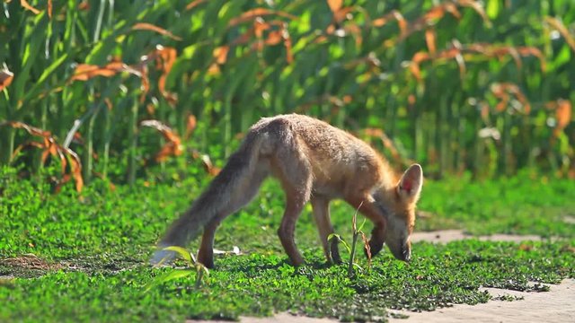 fox sniffs the wind