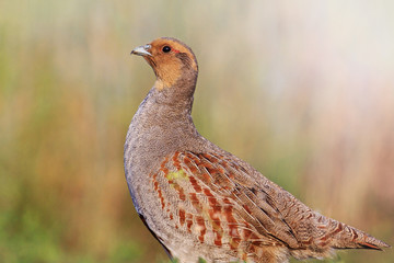 Grey partridge with a valid counter  sunny hotspot