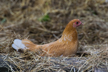 braunes Zwerghuhn auf einem Nest beim Brüten 