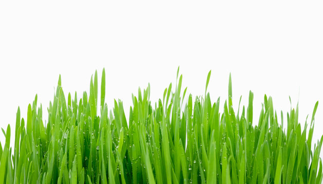 Water drop on green grass on white isolated.
