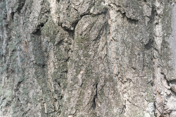 Texture of bark, old tree