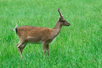 Bock eines Damwildes auf einer Wiese