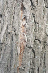 Texture of bark, old tree