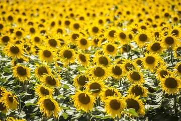 Fototapeta premium Sunflower
