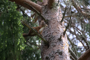 Eurasian red squirrel (Sciurus vulgaris) sitting on a pine