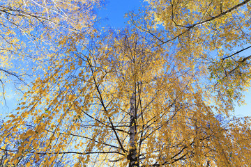 yellow foliage, autumn