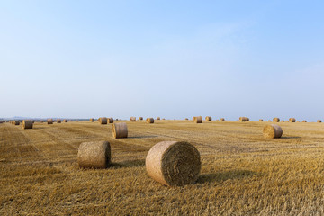 Fototapeta na wymiar haystacks in a field of straw