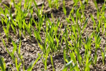 field with cereals