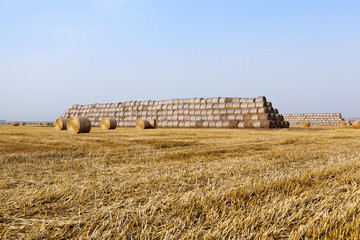 Fototapeta premium stack of straw in the field