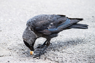 Jackdaw (Corvus monedula) bite a piece of bread