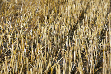 stack of straw in the field