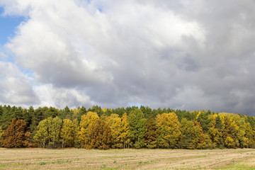 autumn foliage, sky,