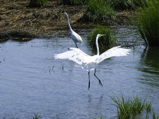 A Pair of Egrets on the Water